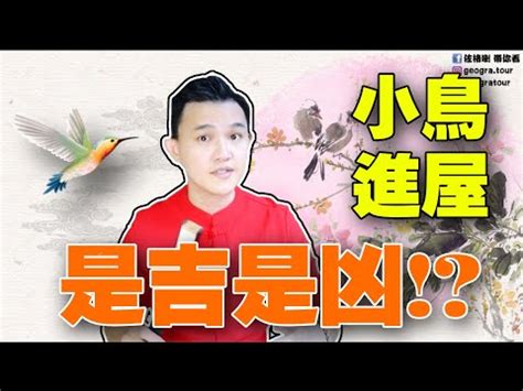 鸚鵡飛進家裡代表什麼|蜘蛛吊，財神到！4種徵兆，預示家有喜事！ 